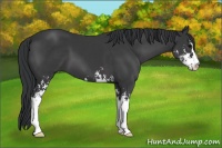 Horse Color:Black Sabino 