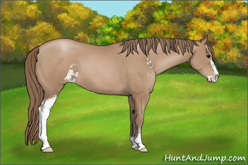 Horse Color: Black Pearl Sabino 