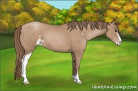 Horse Color:Black Pearl Sabino 