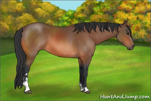 Horse Color: Bay Sabino 