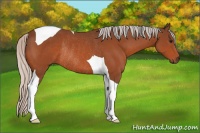 Horse Color:Silver Bay Tobiano Rabicano 