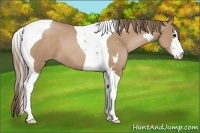 Horse Color:Black Pearl Sabino Tobiano 