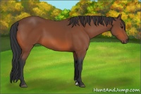 Horse Color:Bay Sabino 