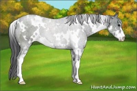 Horse Color:White Spotted Black Sabino 