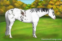 Horse Color:Black Sabino 