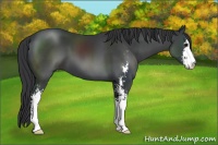 Horse Color:Black Sabino 