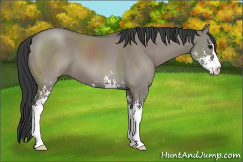 Horse Color: Grullo Sabino 
