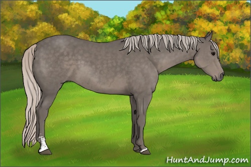 Horse Color: Silver Black Sabino 