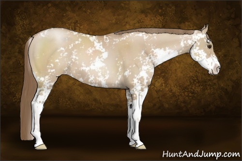 Horse Color: Grullo Pearl Sabino 
