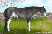 Horse Color:Black Sabino 