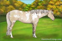 Horse Color:White Spotted Silver Grullo Pearl Sabino 