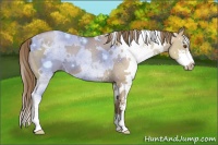 Horse Color:White Spotted Grullo Pearl Sabino 