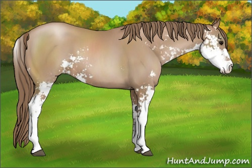 Horse Color: Black Pearl Sabino 