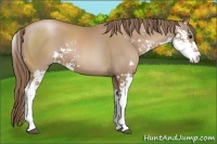 Horse Color:Black Pearl Sabino