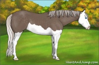 Horse Color:Silver Black Splash 
