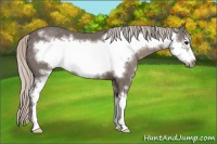 Horse Color:Silver Black Sabino Frame 
