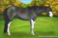 Horse Color:Black Sabino 