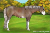 Horse Color:Silver Black Sabino 