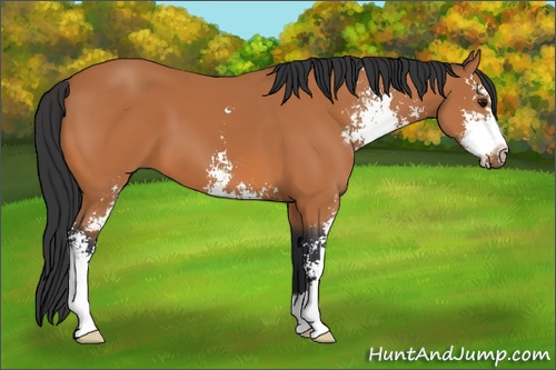 Horse Color: Bay Sabino 