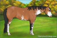 Horse Color:Bay Sabino 