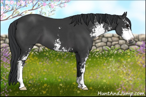Horse Color: Black Sabino 