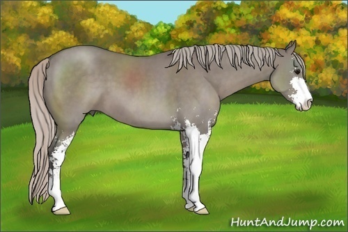 Horse Color: Silver Grullo Sabino 