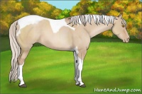 Horse Color:Silver Grullo Pearl Sabino Tobiano 
