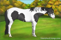 Horse Color:Black Sabino Tobiano 