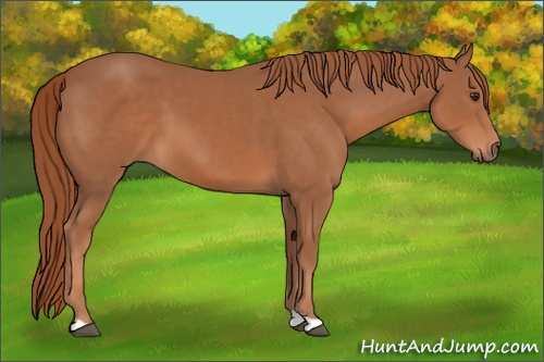 Horse Color: Chestnut 