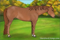 Horse Color:Chestnut 