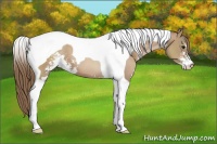 Horse Color:Black Pearl Sabino Tobiano 