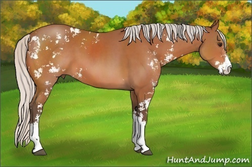 Horse Color: Silver Bay Sabino 