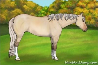 Horse Color:Silver Bay Dun 