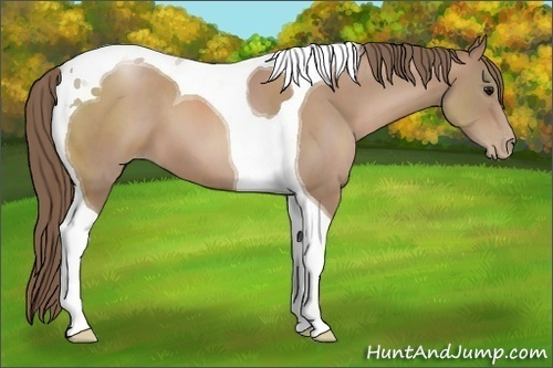 Horse Color: Black Pearl Tobiano 