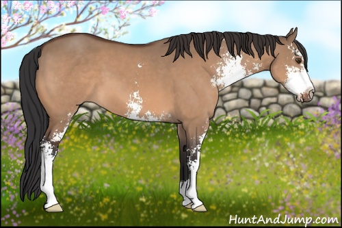 Horse Color: Brown Dun Sabino 