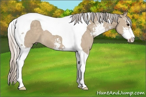 Horse Color: Silver Grullo Sabino Tobiano 