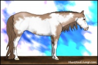 Horse Color:Black Pearl Sabino Frame 