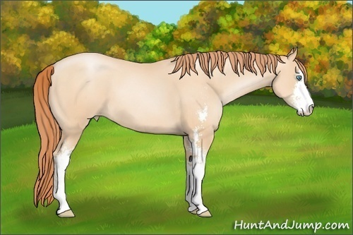 Horse Color: Amber Champagne Pearl Sabino 