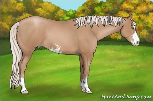 Horse Color: Silver Black Pearl Sabino 