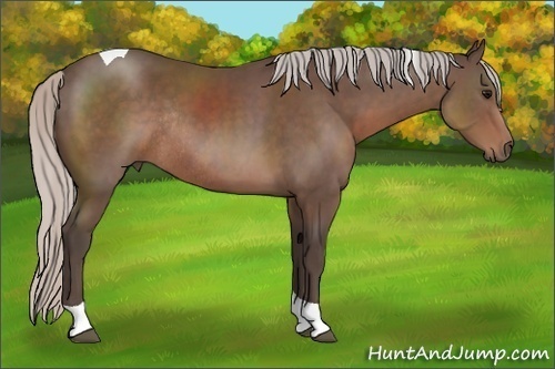 Horse Color: Silver Black Sabino Tobiano Rabicano 