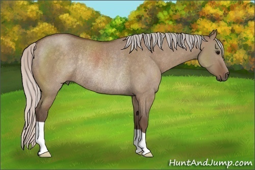Horse Color: Silver Grullo Rabicano 