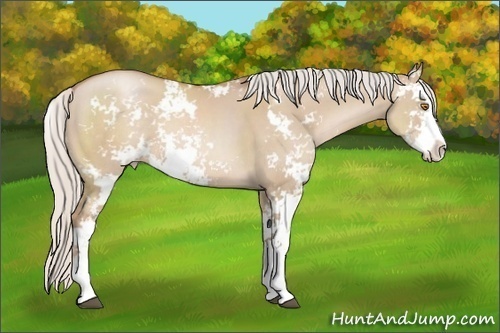 Horse Color: Silver Grullo Pearl Sabino 