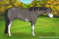 Horse Color:Grullo Sabino 