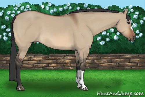 Horse Color:Bay Dun