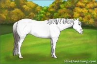 Horse Color:White Spotted Bay Tobiano Appaloosa
