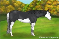Horse Color:Black Splash 