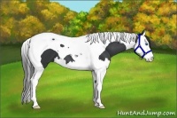 Horse Color:Black Splash Tobiano 