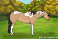 Horse Color:Bay Dun Tobiano 