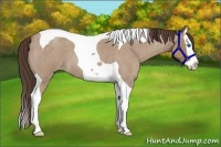 Horse Color:Classic Champagne Roan Splash Tobiano 