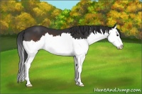 Horse Color:Brown Sabino Splash 